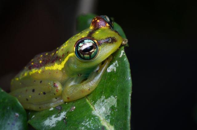 Andasibe-Mantadia National Park