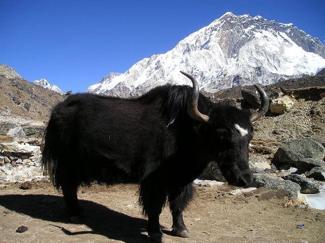 Nepal